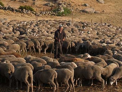 Grazing and its contribution to sustainability and development of the rural áreas.