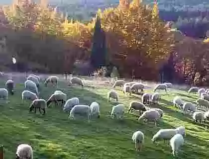 El valor de la sostenibilidad en la carne de cordero.