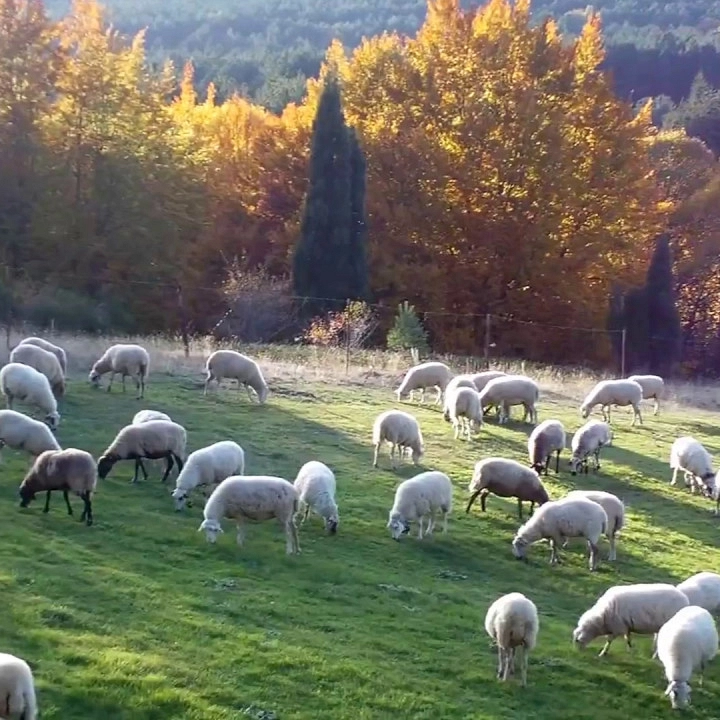 El valor de la sostenibilidad en la carne de cordero.